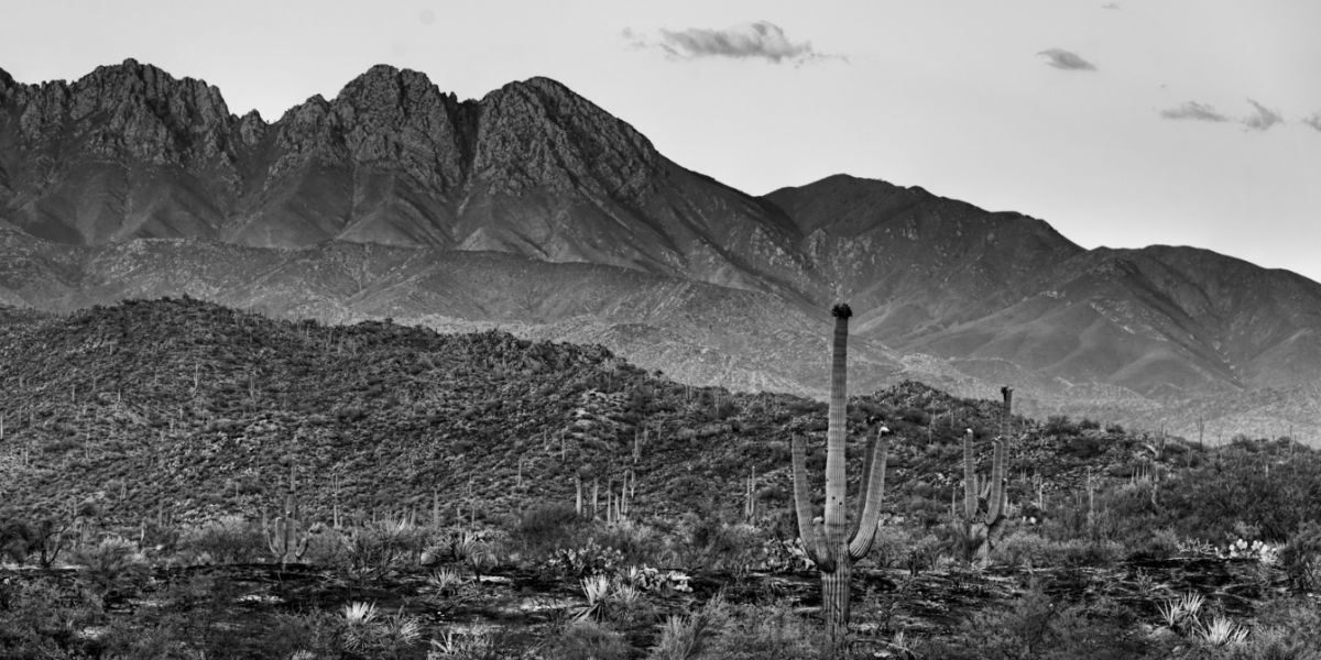 B&W desert panorama with saguaro cacti and mountains near Clovis NM